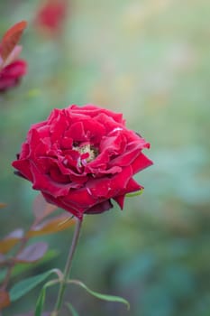 Roses in the garden, Roses are beautiful with a beautiful sunny day.