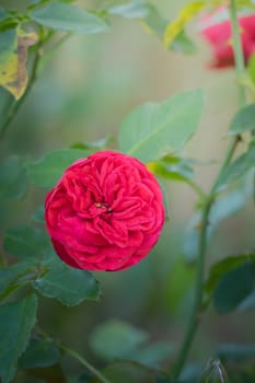 Roses in the garden, Roses are beautiful with a beautiful sunny day.