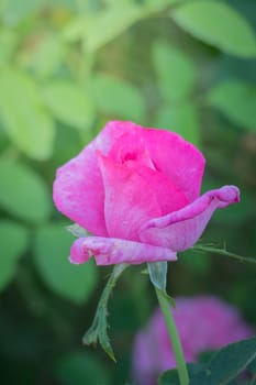 Roses in the garden, Roses are beautiful with a beautiful sunny day.