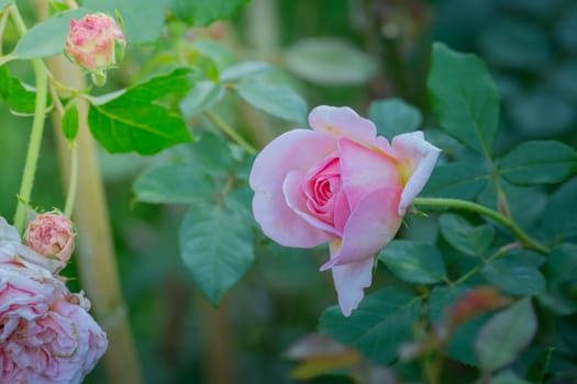 Roses in the garden, Roses are beautiful with a beautiful sunny day.