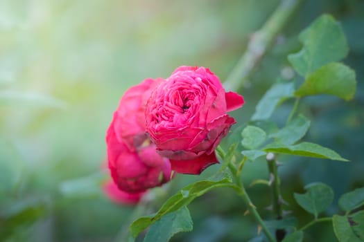 Roses in the garden, Roses are beautiful with a beautiful sunny day.