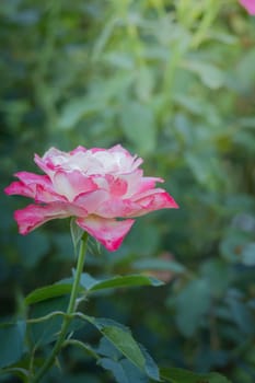 Roses in the garden, Roses are beautiful with a beautiful sunny day.