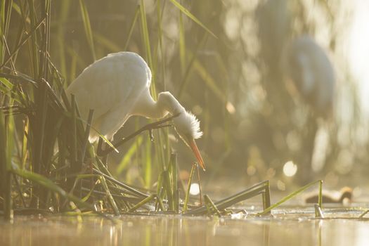 wild bird in natural habitat, nature series