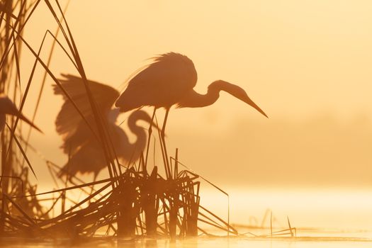 wild bird in natural habitat, nature series