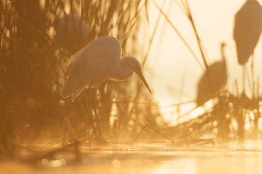 wild bird in natural habitat, nature series