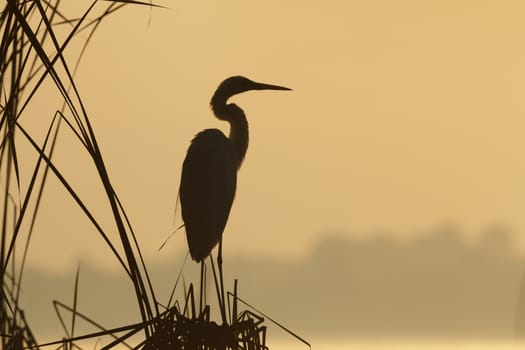 wild bird in natural habitat, nature series