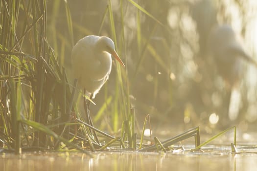 wild bird in natural habitat, nature series