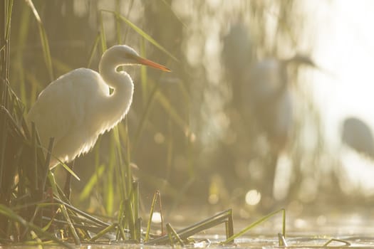 wild bird in natural habitat, nature series