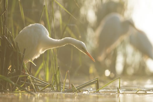 wild bird in natural habitat, nature series