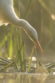 wild bird in natural habitat, nature series