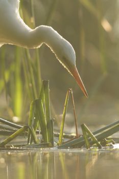 wild bird in natural habitat, nature series