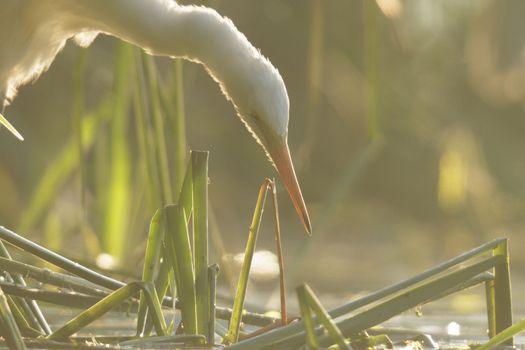 wild bird in natural habitat, nature series