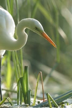 wild bird in natural habitat, nature series