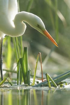 wild bird in natural habitat, nature series