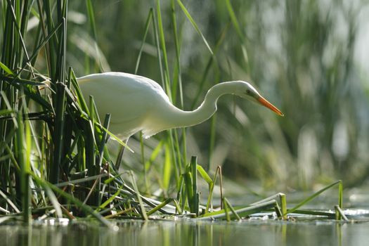 wild bird in natural habitat, nature series