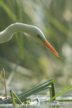 wild bird in natural habitat, nature series