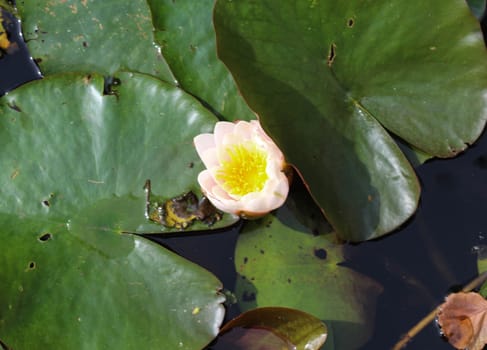 Close up of Nymphaea alba, also known as the European white water lily or white water rose