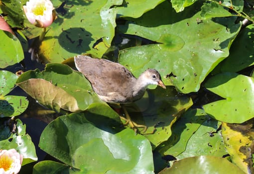 close up of water rail (Rallus aquaticus) bird between the water lily in the lake