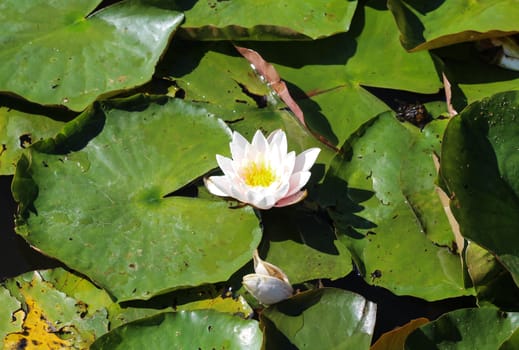 Close up of Nymphaea alba, also known as the European white water lily or white water rose