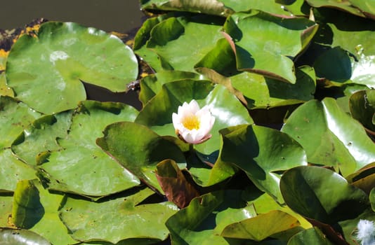 Close up of Nymphaea alba, also known as the European white water lily or white water rose