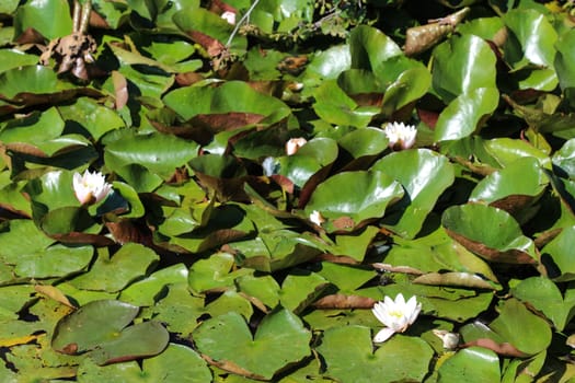 Close up of Nymphaea alba, also known as the European white water lily or white water rose