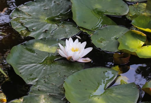 Close up of Nymphaea alba, also known as the European white water lily or white water rose