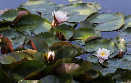 Close up of Nymphaea alba, also known as the European white water lily or white water rose