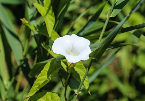 close up of calystegia sepium (formerly Convolvulus sepium) common names are hedge bindweed, Rutland beauty, bugle vine, heavenly trumpets, bellbind, granny pop out of bed, blooming in the summer season