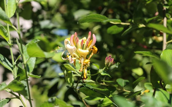 close up of Lonicera periclymenum flower, common names honeysuckle, common honeysuckle, European honeysuckle or woodbine, blooming in summer season