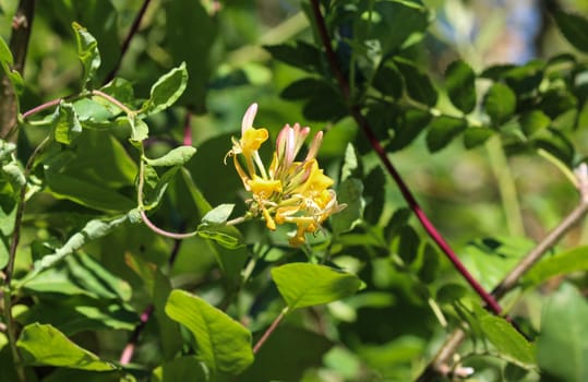 close up of Lonicera periclymenum flower, common names honeysuckle, common honeysuckle, European honeysuckle or woodbine, blooming in summer season
