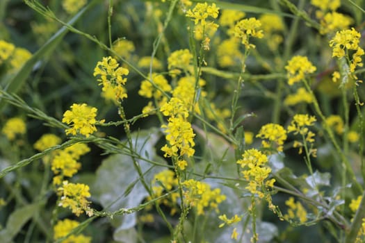 close up of Brassica nigra, the black mustard, blooming in spring