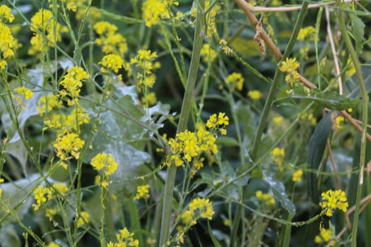 close up of Brassica nigra, the black mustard, blooming in spring