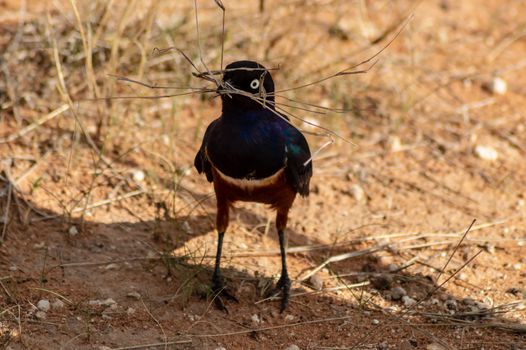 Blue bird with twigs in beak in Samburu Park Kenya