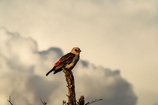 Small bird on branch in Samburu park, Kenya. Image of small bird on branch in Samburu park, Kenya