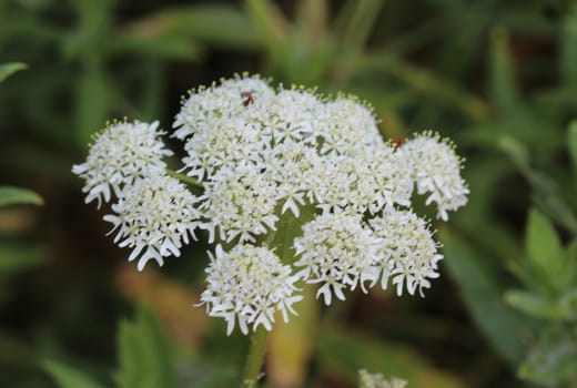 close up of Heracleum sphondylium, commonly known as hogweed, common hogweed or cow parsnip