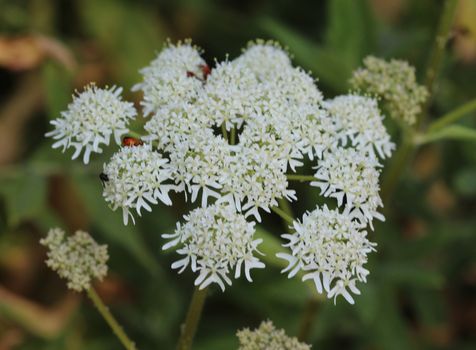 close up of Heracleum sphondylium, commonly known as hogweed, common hogweed or cow parsnip