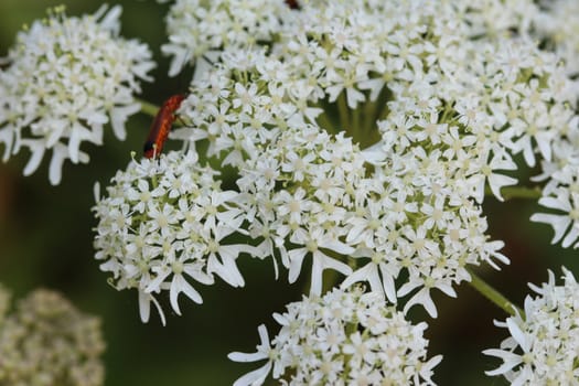 close up of Heracleum sphondylium, commonly known as hogweed, common hogweed or cow parsnip