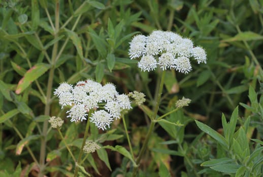 close up of Heracleum sphondylium, commonly known as hogweed, common hogweed or cow parsnip