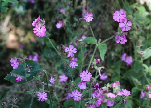 close up of red campion or red catchfly (Silene dioica) flower blooming in spring