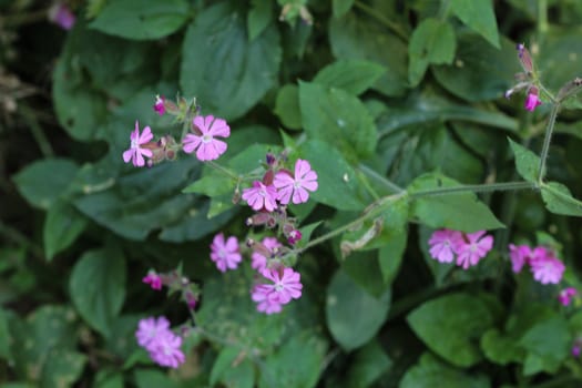 close up of red campion or red catchfly (Silene dioica) flower blooming in spring