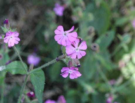 close up of red campion or red catchfly (Silene dioica) flower blooming in spring