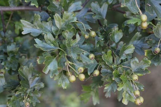 close up of common hawthorn or single seeded hawthorn (Crataegus monogyna) leaves