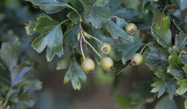close up of common hawthorn or single seeded hawthorn (Crataegus monogyna) leaves