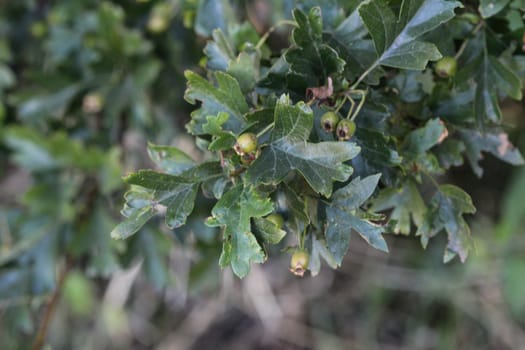 close up of common hawthorn or single seeded hawthorn (Crataegus monogyna) leaves