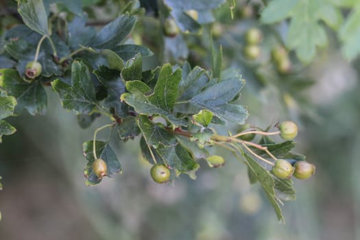 close up of common hawthorn or single seeded hawthorn (Crataegus monogyna) leaves