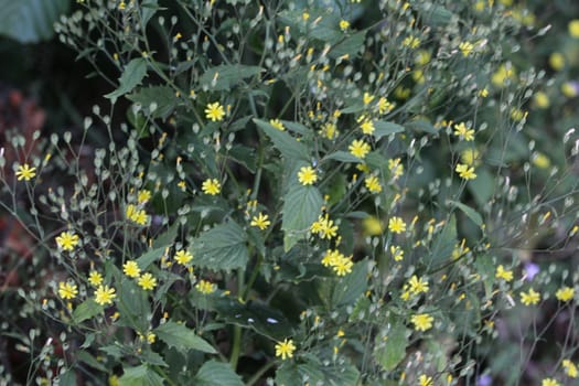 close up of Lapsana communis, the common nipplewort, blooming in spring