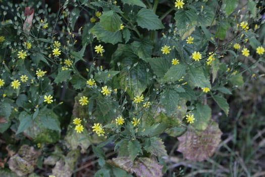 close up of Lapsana communis, the common nipplewort, blooming in spring