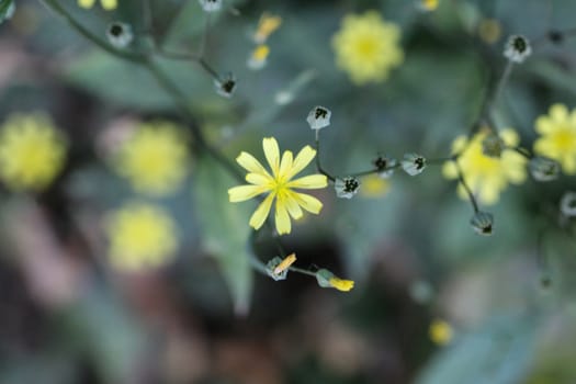 close up of Lapsana communis, the common nipplewort, blooming in spring
