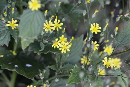 close up of Lapsana communis, the common nipplewort, blooming in spring