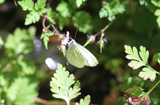 close up of Pieris rapae, the small white butterfly or small cabbage white, sitting on flower